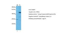 Mad Rabbit anti-Human, Mouse, Polyclonal, Novus Biologicals 0.1ml; Unconjugated:Antibodies,